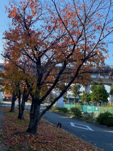 桜の紅葉1