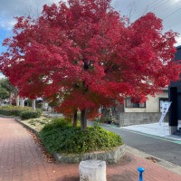 もみじ2