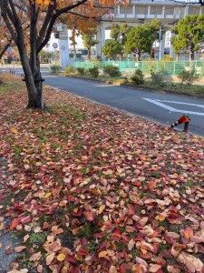 桜の紅葉2