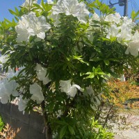 坂さん　つつじの花